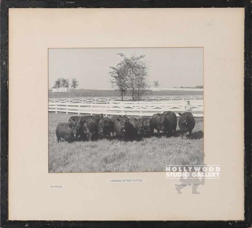 14X15 B W COWS PERIOD
