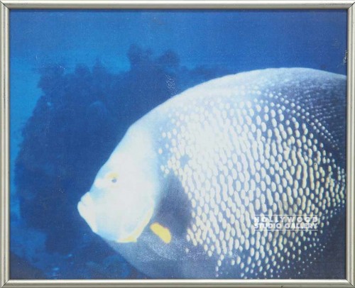 11X13 SCUBA DIVING DUDE/COLOR PHOTO