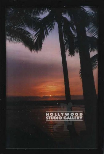 11X17 PALM TREE PHOTO