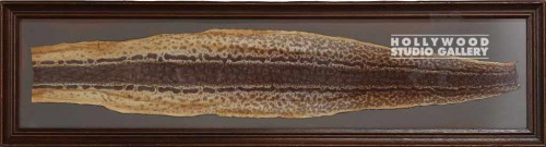 40x11 SNAKE SKIN / BROWN FRAME