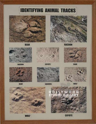 33X25 JJ/ IDENIFYING ANIMAL TRACKS