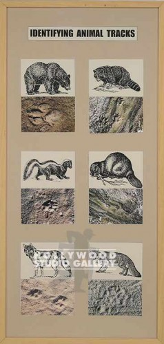 38X18JJ/"IDENTIFYING ANIMAL TRACKS"