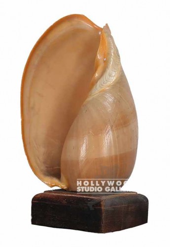 10" SEA SHELL/WOOD BASE/ELCTRC CORD