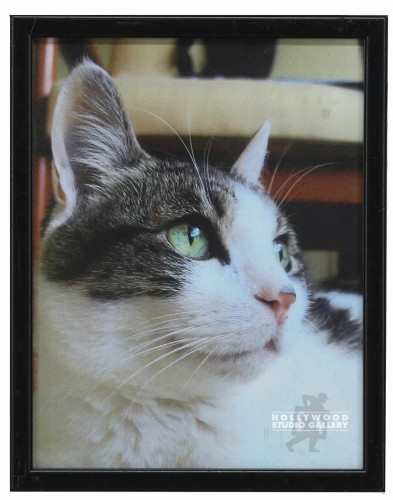12X9 MELISSA`S CAT