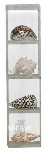 17x4 Plexi Shelf/Sea Shells