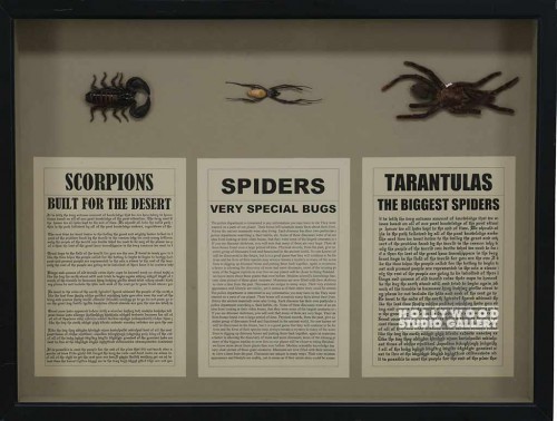 19X25 ARACHNIDS SHADOW BOX/BLCK FR