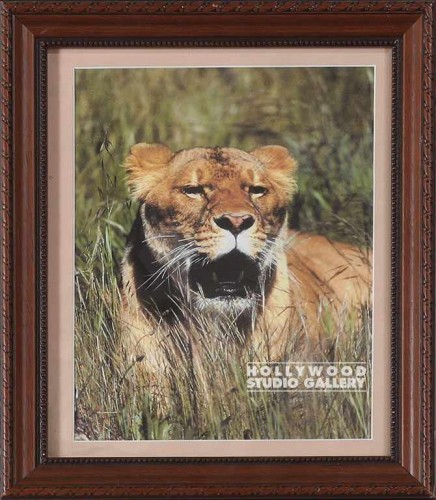 12X10 TABLETOP LIONESS IN GRASS