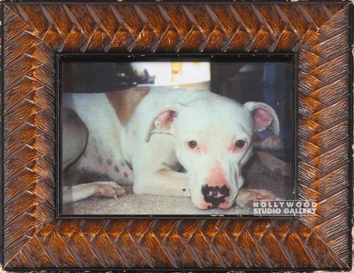 SBW 10X8 WHITE PIT BULL CLOSE UP