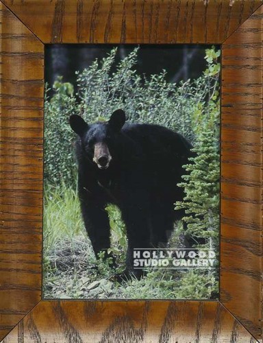 HBW 7X9 BLACK BEAR THROUGH BUSHES