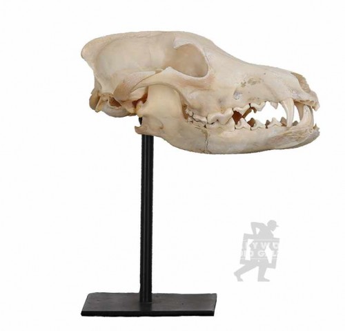 9x7``SKULL WITH STAND(2)PIECE