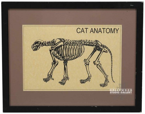 17X22 BLK FRAME/ CAT ANATOMY
