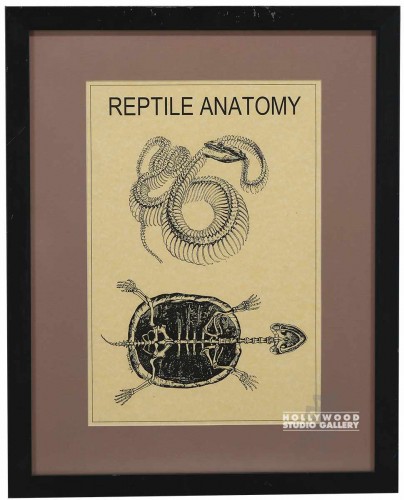 22X17 BLK FRAME/ REPTILE ANATOMY