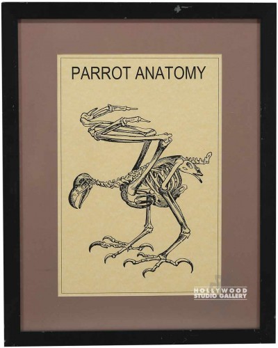 22X17 BLK FRAME/ PARROT ANATOMY