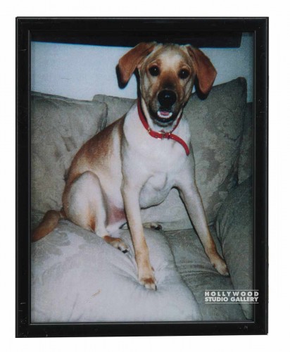 12X9 CLR PHTO/DOG/ GRIFTER ON COUCH