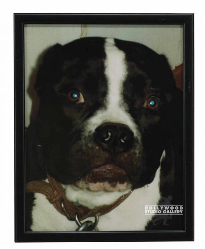 12X9 CLR PHTO/DOG/ GEORGIE