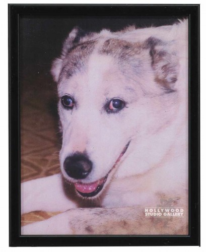 12X9 CLR PHTO/DOG/ ZRODLO DOG