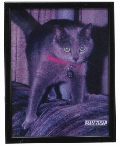 12X9 CLR PHTO/CAT/ LISA`S CAT