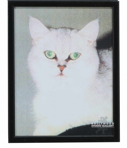 12X9 CLR PHTO/CAT/ MORTY THE CAT