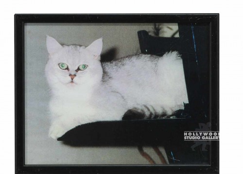 9X12 CLR PHTO/CAT/ MORTY ON LEDGE