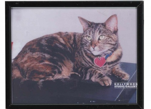 9X12 CLR PHTO/CAT/ ZRODLO CAT