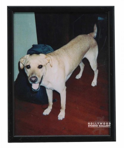 12X9 CLR PHTO/DOG/ GRIFTER