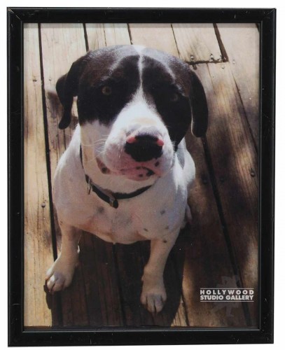12X9 CLR PHTO/DOG/ PETIE ON DECK