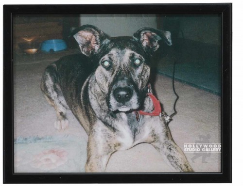 9X12 CLR PHTO/DOG/ DUFFY