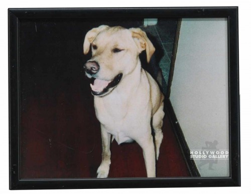 9X12 CLR PHTO/DOG/ GRIFTER