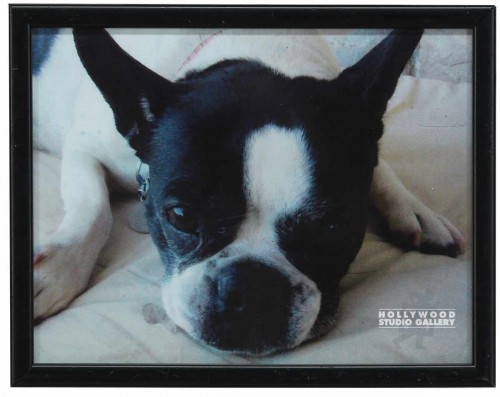 9X12CLR PHTO/DOG/MISSY PRKR`S B.TRR