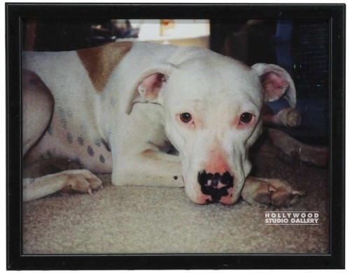 9X12 CLR PHTO/DOG/ JULIE