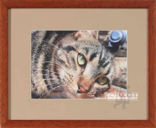 9X11 TABLETOP CAT- MATTED