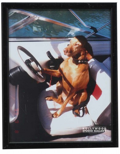 12X9 CLR PHTO/ DOG DRIVNG BOAT