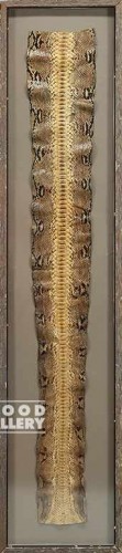 57X13 FRAMED SNAKE SKIN
