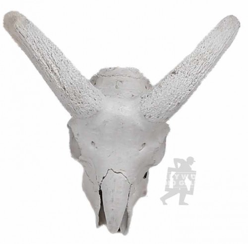 12X5``GOAT SKULL WHITE