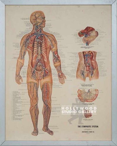 27X21SLVR FRM/ THE LYMPHATIC SYSTEM