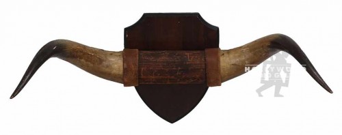 26x8" BULL HORNS
