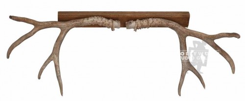 38x3" DEER ANTLERS