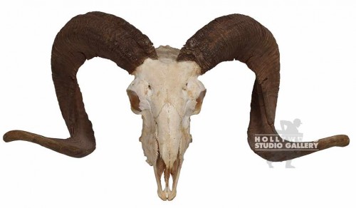 23x5" BIG SHEEP SKULL/ WITH HORNS