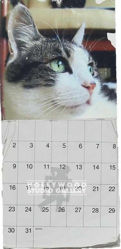 16X8 CAT CALENDAR