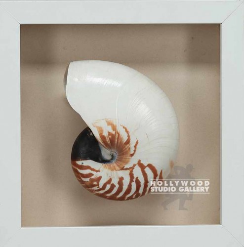 11X11 WHITE FRM/NAUTILUS SHELL/FRNT