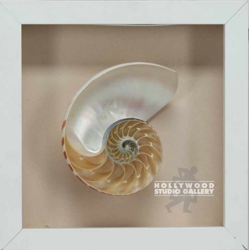 11X11 WHITE FRM/NAUTILUS SHELL/BACK