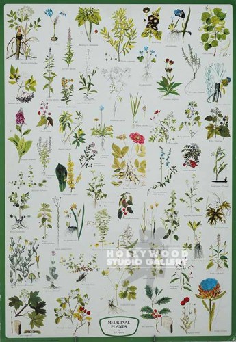 38X27 "MEDICINAL HERBS" CHART/MNTD
