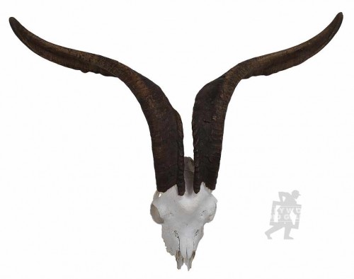 29x6" GOAT SKULL AND HORNS