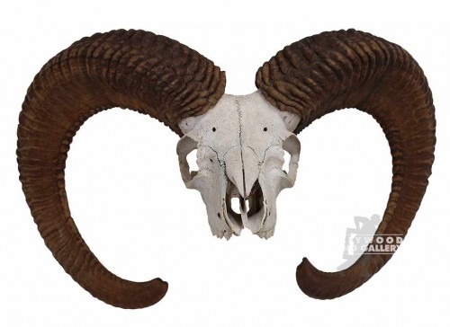 SHEEP SKULL AND HORNS