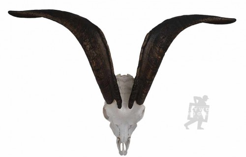 29x6" GOAT SKULL AND HORNS