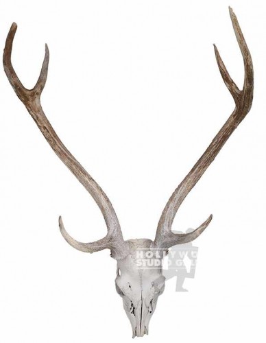 35x6" DEER SKULL AND HORNS