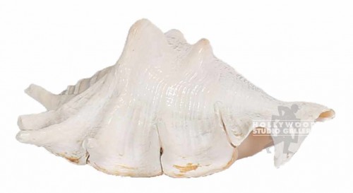 6x3x3 Seashell
