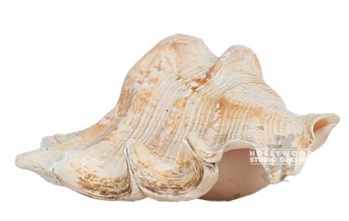5x4x3 Seashell
