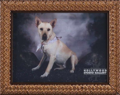 7X6 TABLETOP CHARLIE DOG GOLD FRM