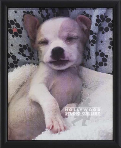 11X9 DOG PHOTO BLK FRM